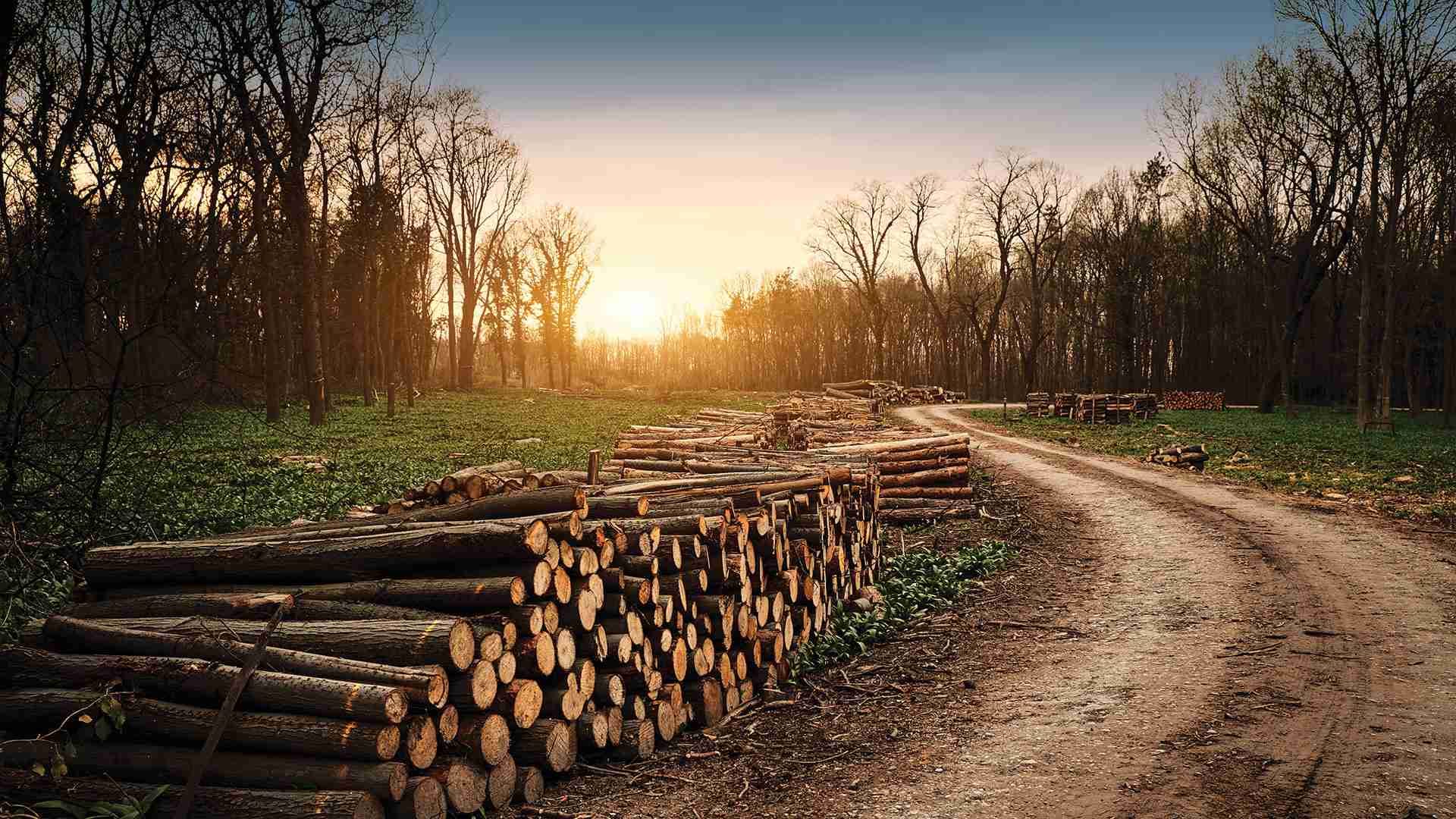 Stacked logs along a forest road at golden hour in Paradise Valley, Montana