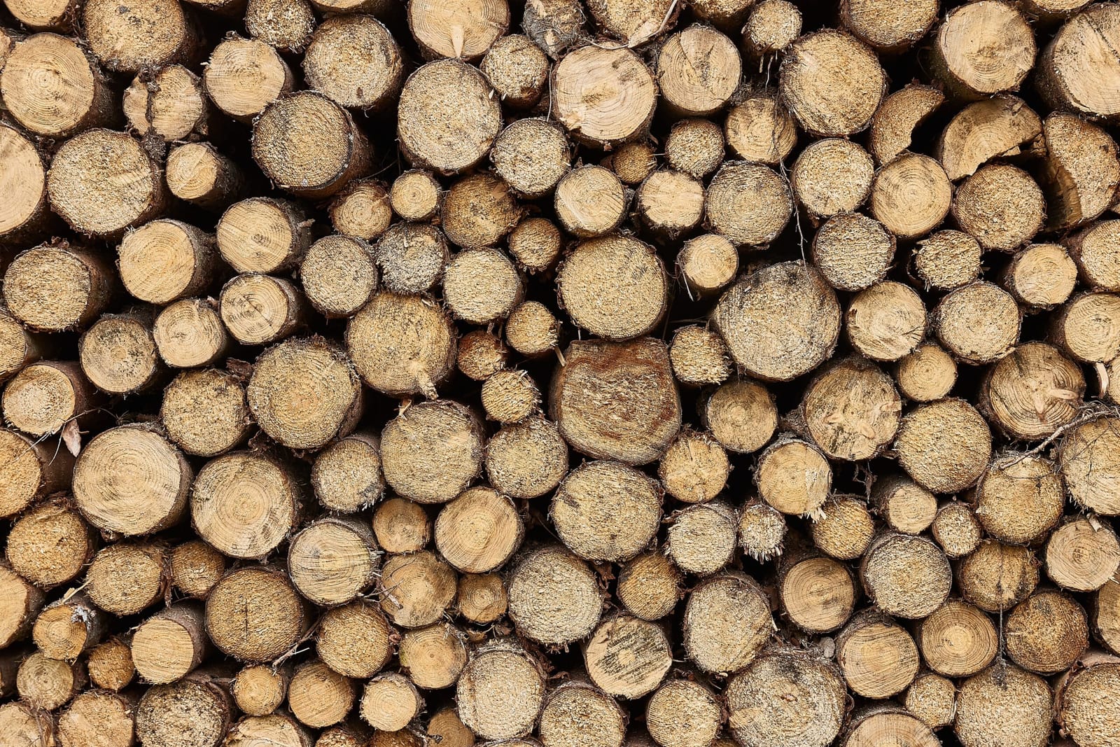 A deck of logs stacked at the mill ready to be sawn into lumber