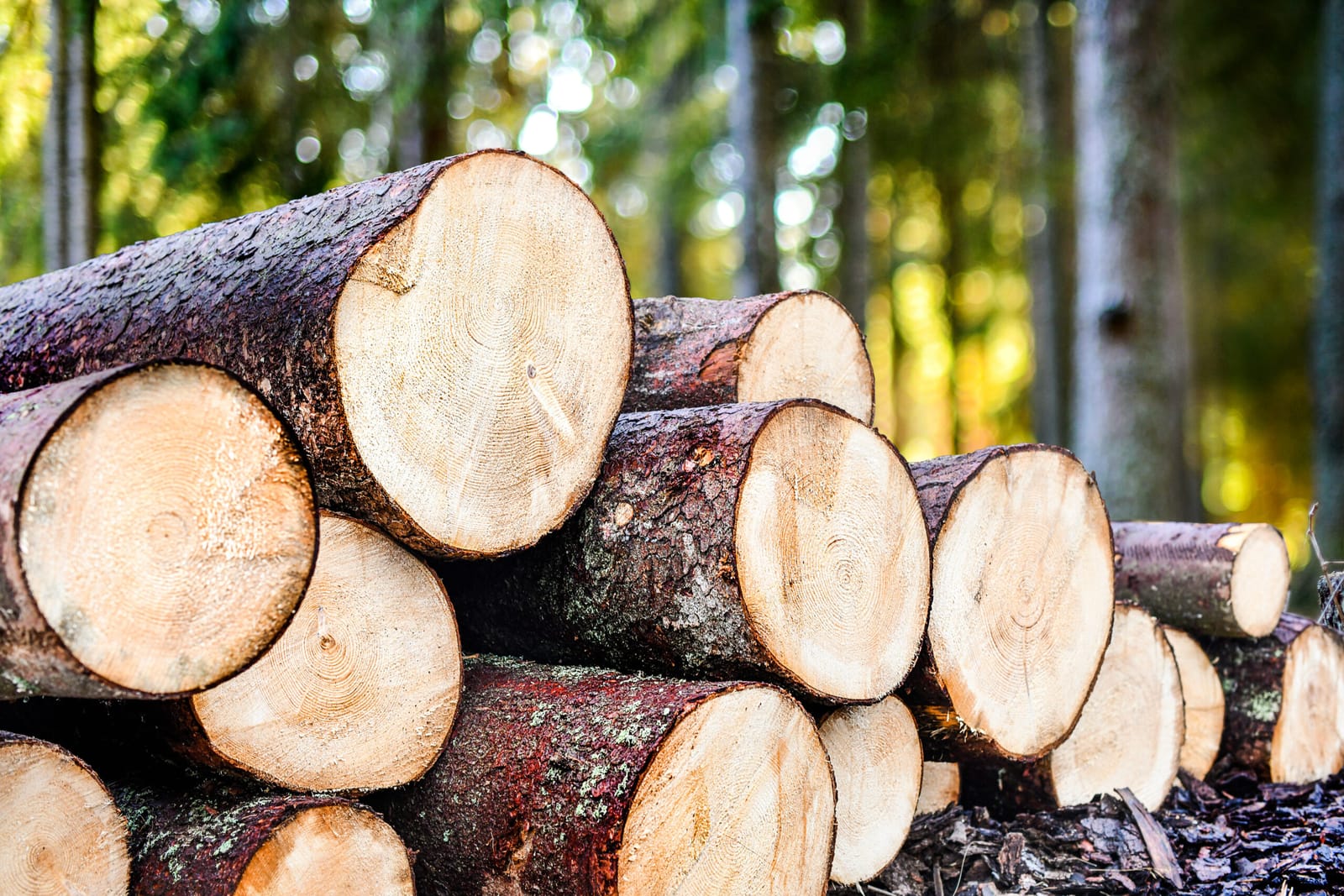 Freshly cut log ends stacked at the edge of a Montana forest